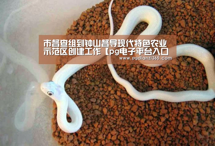市督查组到钟山督导现代特色农业示范区创建工作【pg电子平台入口官网】(图2) pg电子平台入口官网